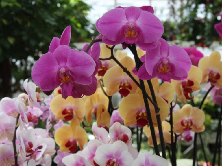 Orchidées