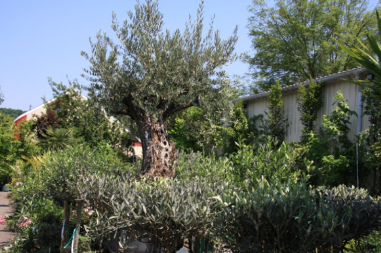 Plantes méditerranéennes