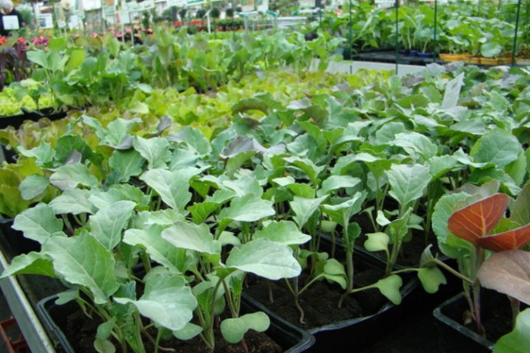 Replants de légumes et aromatiques