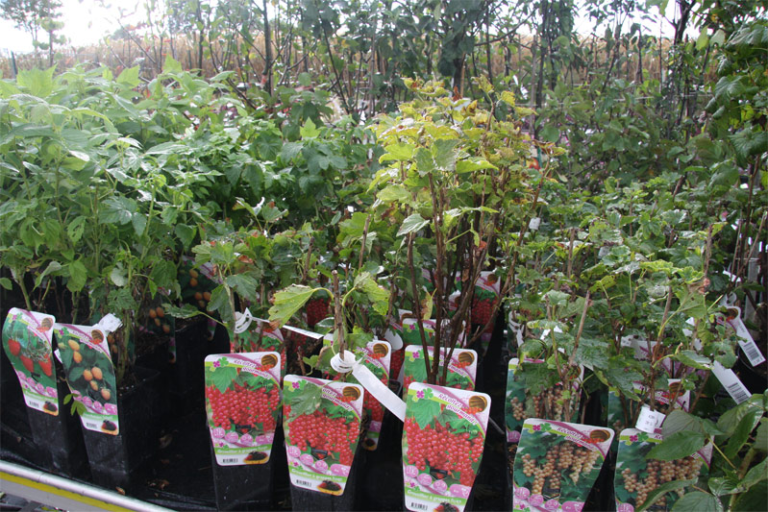 Arbres fruitiers et petits fruits