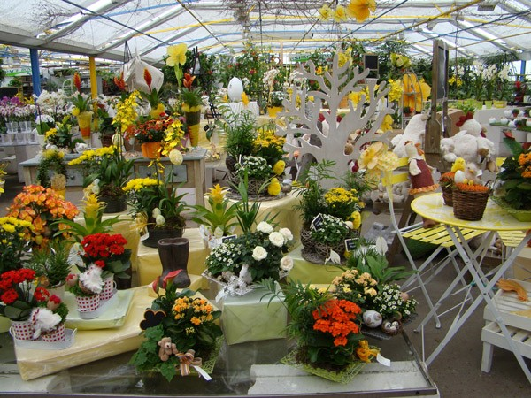 Compositions de plantes