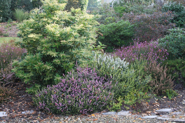 Plantes terre de bruyère