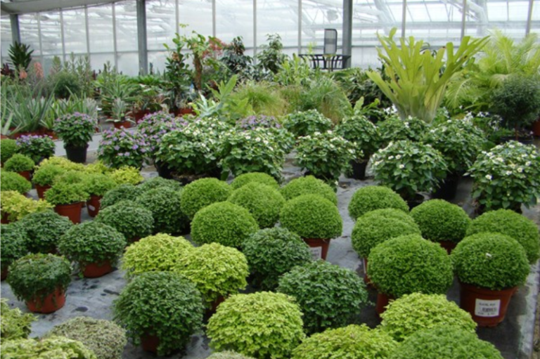 Plantes à haie